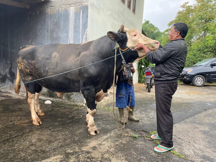 Peternak Sapi di Banyubiru Produksi Puluhan Sapi Berukuran Jumbo, Langganan Pejabat hingga Presiden saat Idul Adha